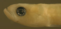 Image of Pugjaw Wormfish