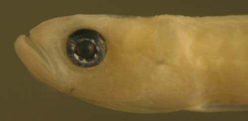 Image of Pugjaw Wormfish