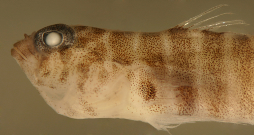 Image of Island Goby