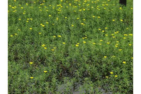 Image of Largeflower primrose-willow