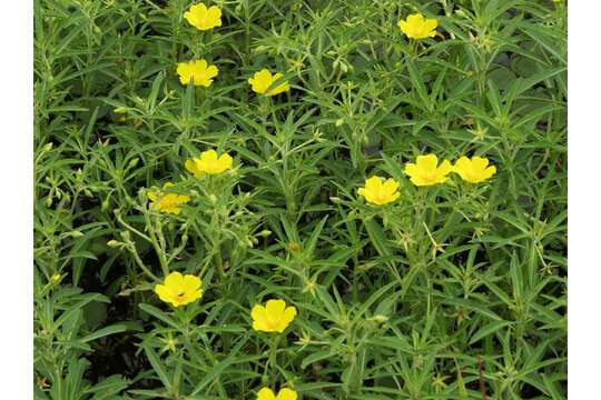 Ludwigia grandiflora (Michaux) Greuter & Burdet resmi