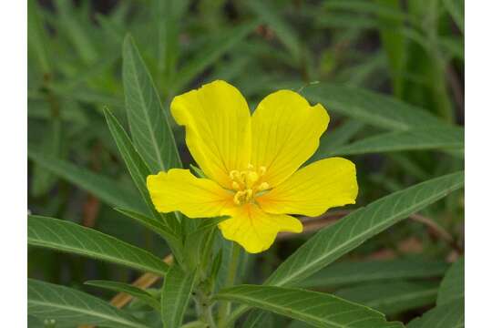 Ludwigia grandiflora (Michaux) Greuter & Burdet resmi