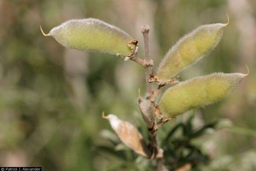 Plancia ëd Lupinus hillii Greene