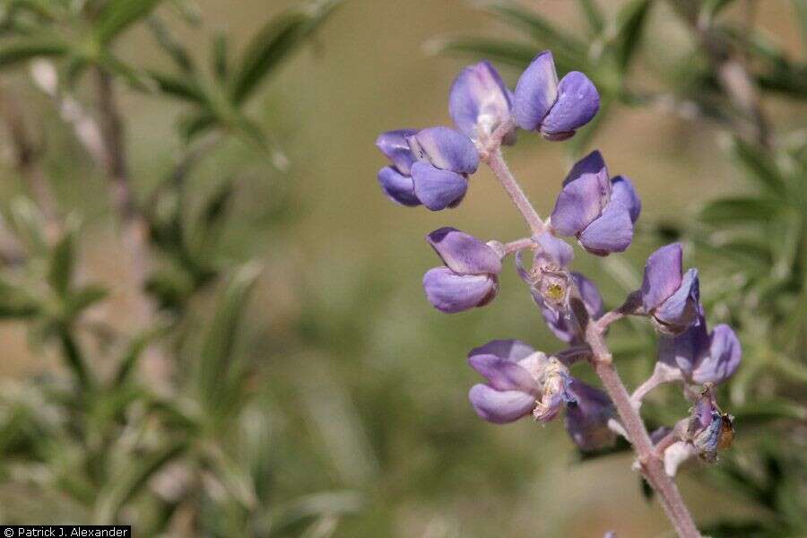 Plancia ëd Lupinus hillii Greene