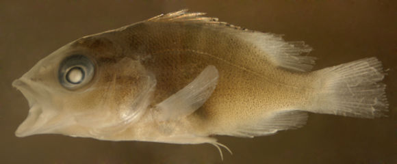 Image of Dog Snapper