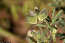 Plancia ëd Lupinus kingii S. Watson