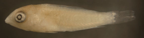 Image of Sparisomatinae