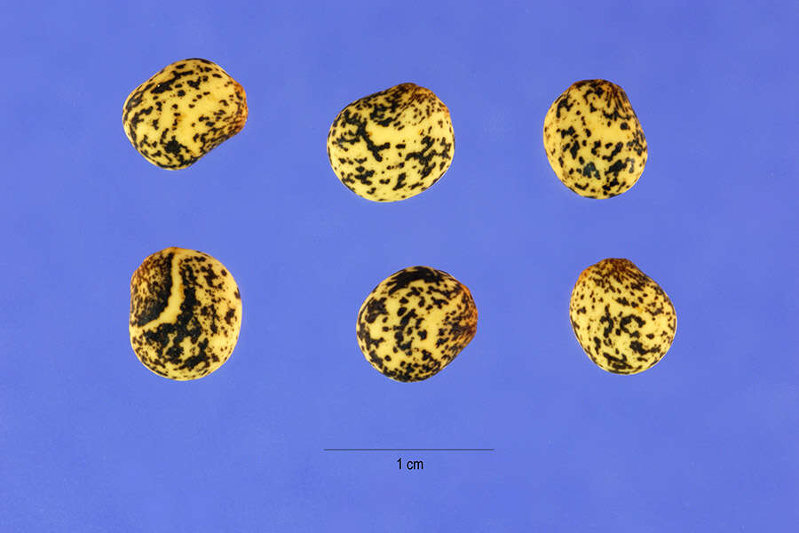 Image of European yellow lupine