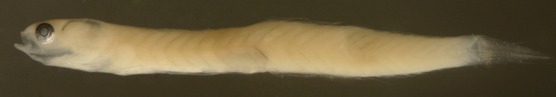 Image of Highfin Goby