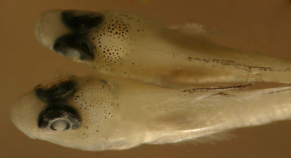 Image of Pallid Goby