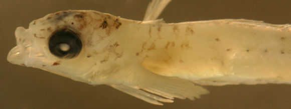 Image of Goldline Blenny