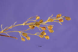 Image of Peruvian Water Grass