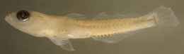 Image of Seminole goby