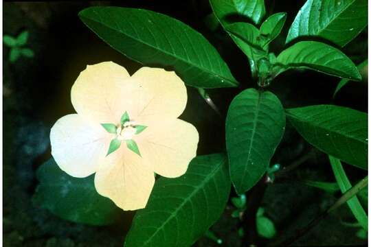 Image of floating primrose-willow