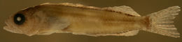 Image of <i>Labrisomus guppyi</i>