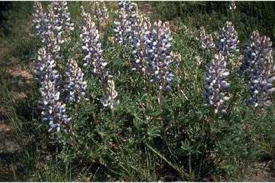 Plancia ëd Lupinus plattensis S. Watson