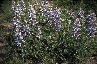 Image de Lupinus plattensis S. Watson