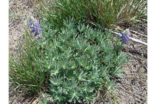 Image of big-leaved lupine