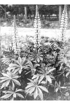 Image of big-leaved lupine