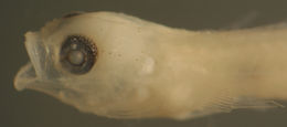 صورة <i>Elacatinus gemmatus</i>