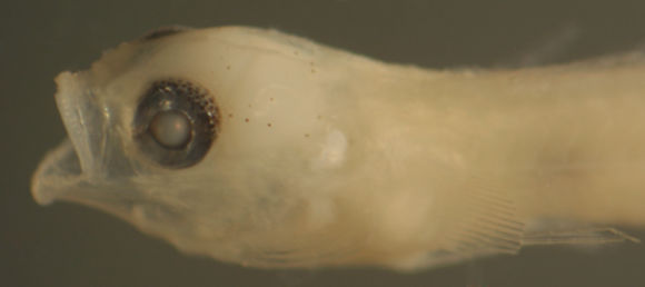 Image of <i>Elacatinus gemmatus</i>