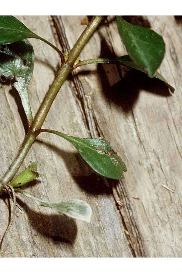Image of creeping primrose-willow
