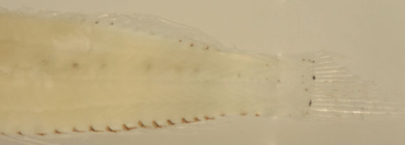 Image of labrisomid blennies