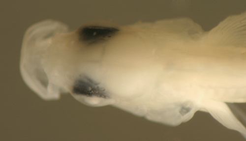 Image of Blackfin Blenny