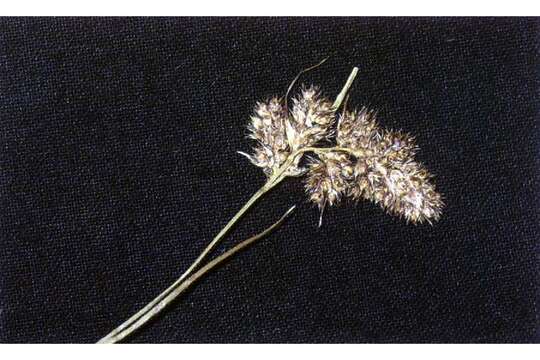 Image of Spiked Wood-Rush