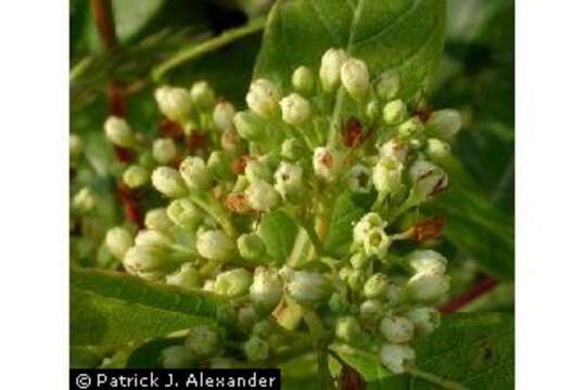 Image of Indian-hemp