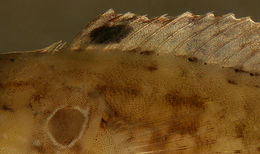 Image of Hairy Blenny