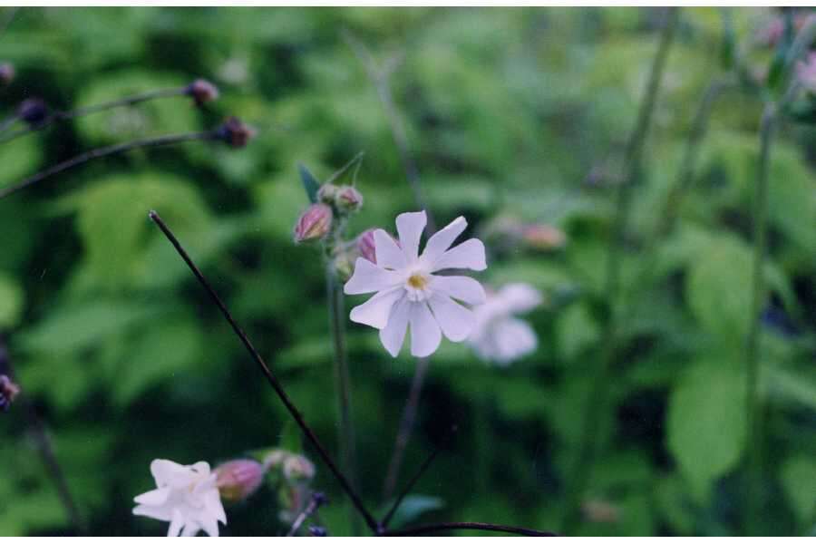 Слика од Silene latifolia subsp. alba (Miller) Greuter & Burdet