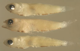 Image of Island Goby