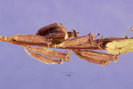 Image of winged lythrum