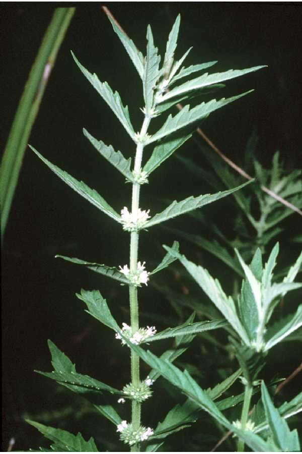 Image of American water horehound