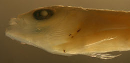 Image of Hairy Blenny