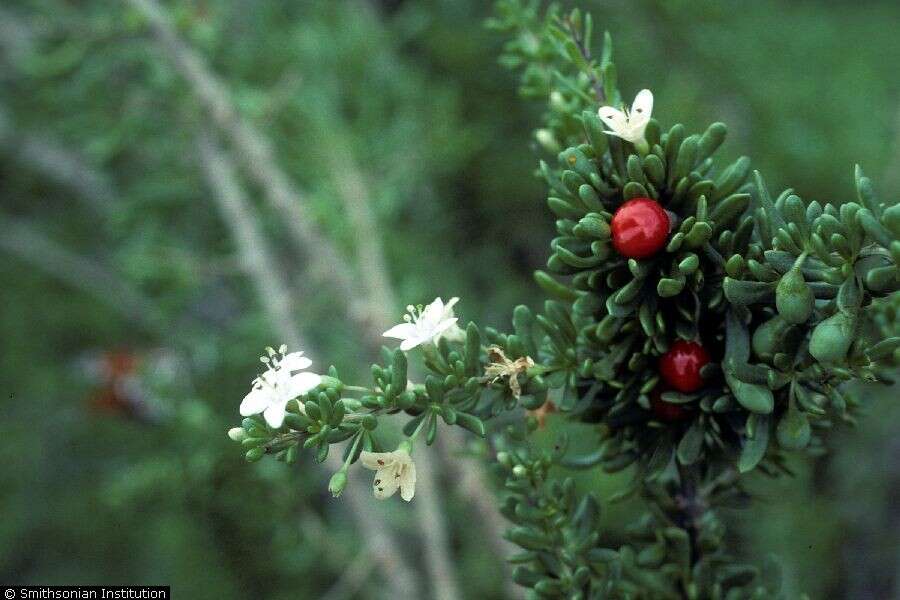 Image of Carolina desert-thorn