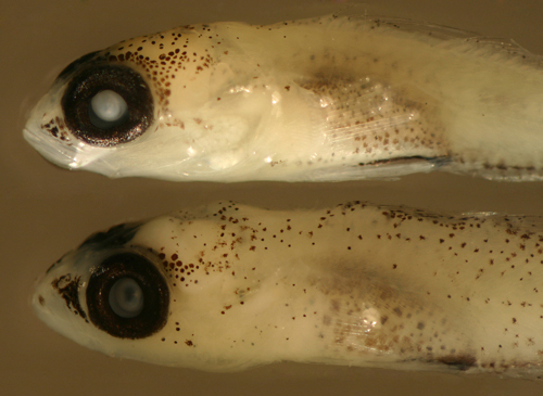 Image of Masked Goby