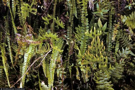 Image of staghorn clubmoss