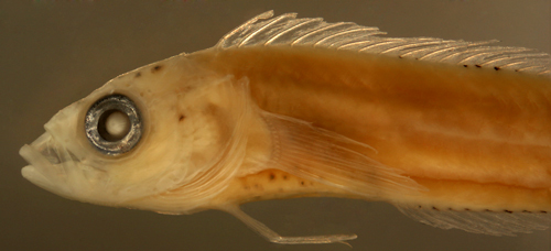 Image of <i>Labrisomus haitiensis</i>