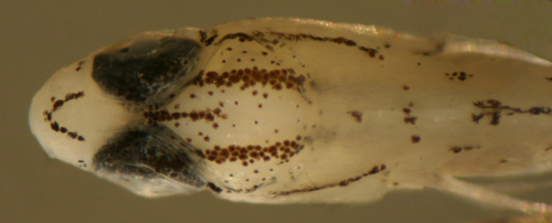 Imagem de Coryphopterus glaucofraenum Gill 1863