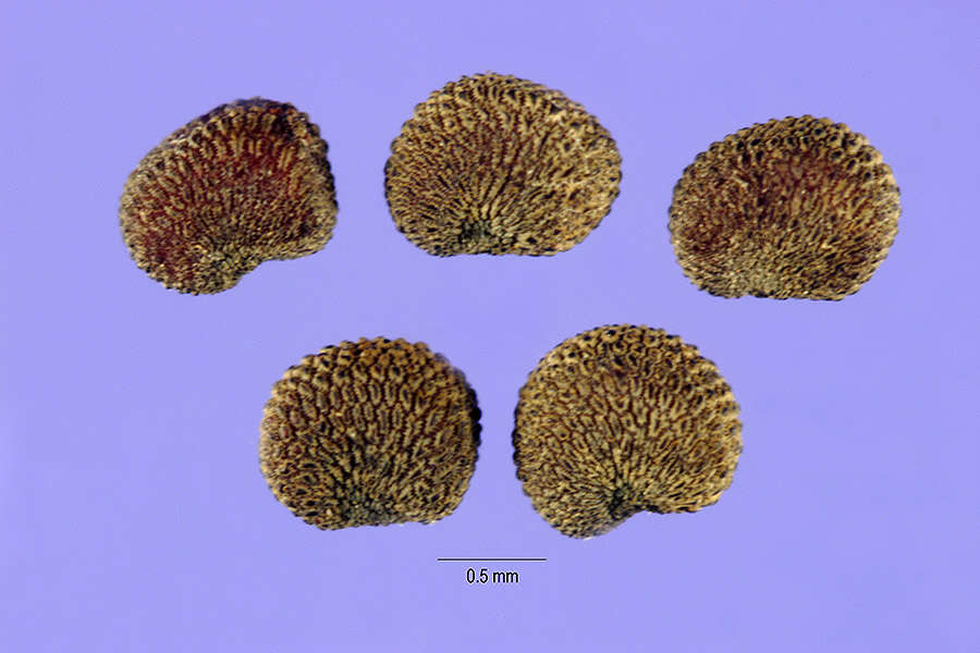 Слика од Lychnis coronaria (L.) Desr.