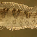 Image of Diamond Blenny