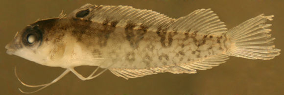 Image of Diamond Blenny