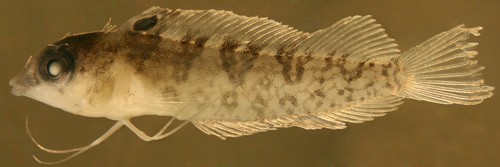 Image of Diamond Blenny