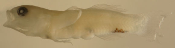 Image of Scaleless Goby