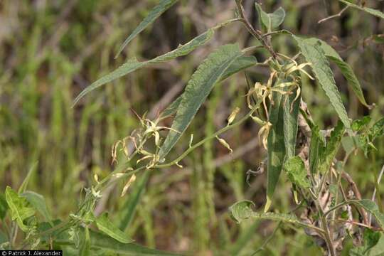 Image of Coulter's lyrepod