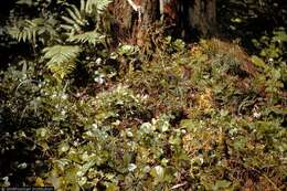 Image of fan clubmoss