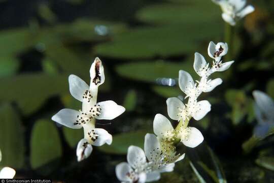 Image of Cape pondweed