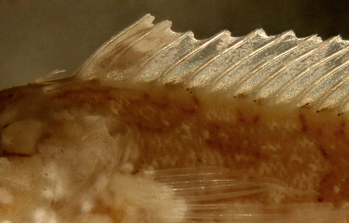 Image of Mock blenny